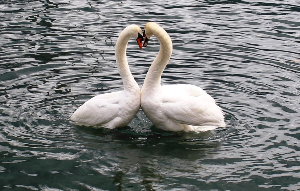 Gay is Natural – These Homosexual Animals Prove It